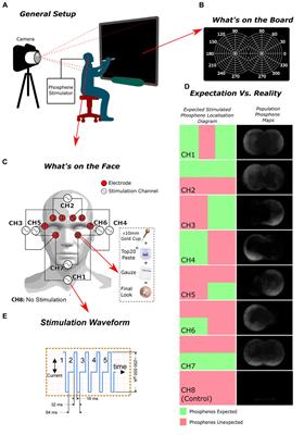 Non-invasive transcranial alternating current stimulation of spatially resolved phosphenes